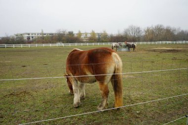 Atlar otlakta otlar. Stadtrandhof, Waltersdorfer Chaussee, 12529 Schoenefeld, Almanya 
