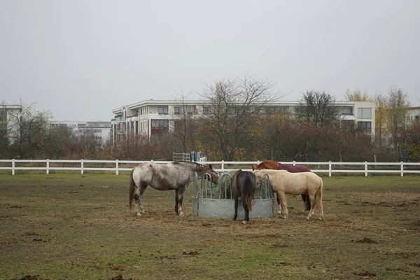 Cavalos Reuniram Alimentador Com Feno Coberto Com Uma Rede Para — Fotografia de Stock