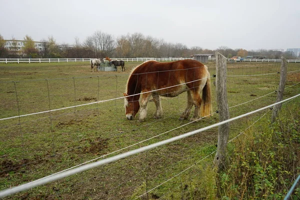 Cavalos Pastam Uma Pastagem Paddock Stadtrandhof Waltersdorfer Chaussee 12529 Schoenefeld — Fotografia de Stock