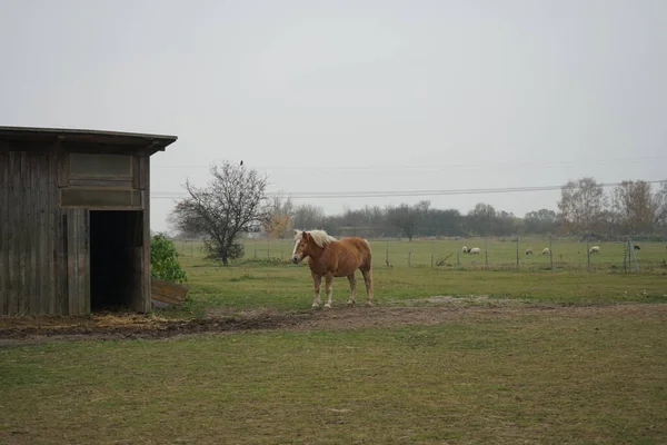 马站在马厩边 羊在牧场上吃草 Stadtrandhof Waltersdorfer Chaussee 12529 Schnefeld — 图库照片