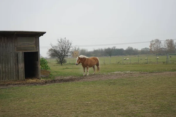 Cavalo Está Estábulo Ovelhas Estão Pastando Pasto Stadtrandhof Waltersdorfer Chaussee — Fotografia de Stock