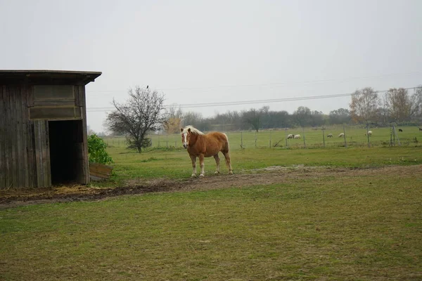 Das Pferd Steht Stall Und Die Schafe Grasen Auf Der — Stockfoto