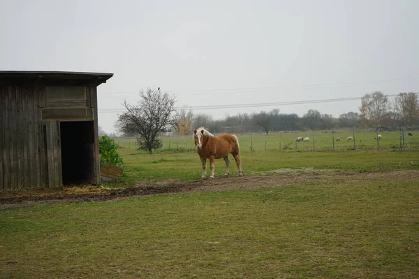 Cavalo Está Estábulo Ovelhas Estão Pastando Pasto Stadtrandhof Waltersdorfer Chaussee — Fotografia de Stock