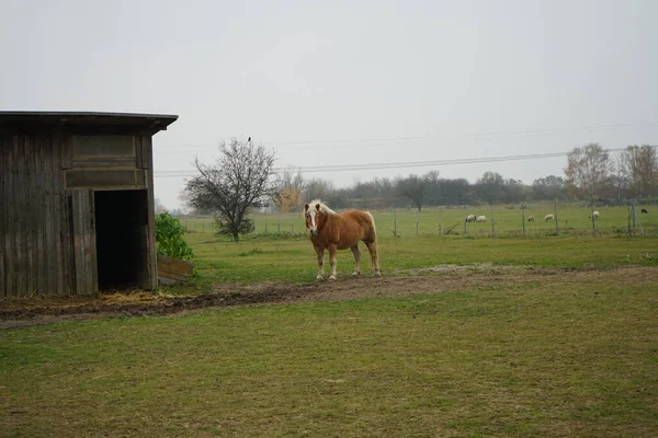 Das Pferd Steht Stall Und Die Schafe Grasen Auf Der — Stockfoto