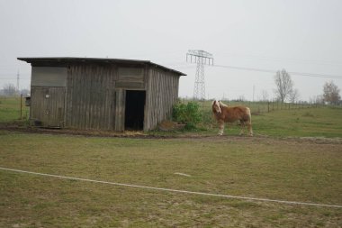 Kızıl At çayırdaki ahırda dikiliyor. Stadtrandhof, Waltersdorfer Chaussee, 12529 Schnefeld, Almanya