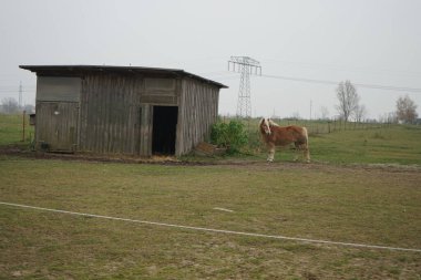 Kızıl At çayırdaki ahırda dikiliyor. Stadtrandhof, Waltersdorfer Chaussee, 12529 Schnefeld, Almanya