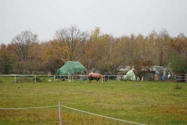 Papanın altında kırmızı bir at, koyun ve kukuletalı kargalar otlakta otluyor. Stadtrandhof, Waltersdorfer Chaussee, 12529 Schoenefeld, Almanya