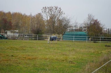 Gri papon altında beyaz bir at Stadtrandhof, Waltersdorfer Chaussee, 12529 Schoenefeld, Almanya 'da bir otlakta otluyor.