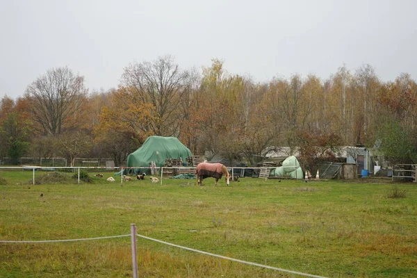 Papanın altında kırmızı bir at, koyun ve kukuletalı kargalar otlakta otluyor. Stadtrandhof, Waltersdorfer Chaussee, 12529 Schoenefeld, Almanya