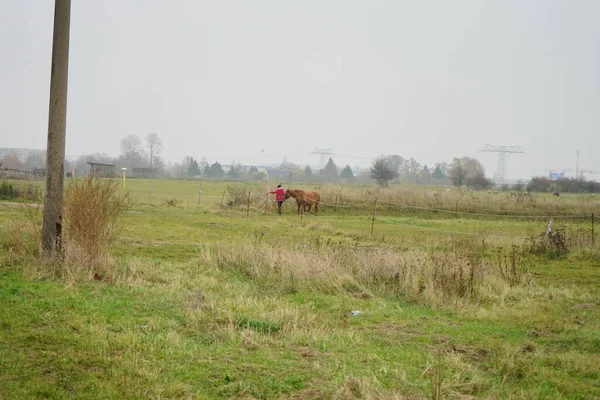 Der Trainer Führt Das Pferd Stadtrandhof Waltersdorfer Chaussee 12529 Schönefeld — Stockfoto