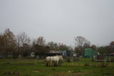 Atlar otlakta otlar. Stadtrandhof, Waltersdorfer Chaussee, 12529 Schoenefeld, Almanya 