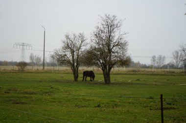 At bir otlakta otluyor. Stadtrandhof, Waltersdorfer Chaussee, 12529 Schoenefeld, Almanya 