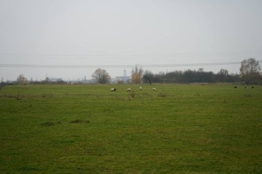 Stadtrandhof otlağında koyun otluyor. Koyunlar, Ovis armaları, evcil hayvanlardır, geviş getiren memeliler genellikle çiftlik hayvanı olarak tutulurlar. Waltersdorfer Chaussee 12529 Schoenefeld, Almanya