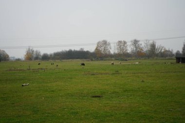 Stadtrandhof otlağında koyun otluyor. Koyunlar, Ovis armaları, evcil hayvanlardır, geviş getiren memeliler genellikle çiftlik hayvanı olarak tutulurlar. Waltersdorfer Chaussee 12529 Schoenefeld, Almanya