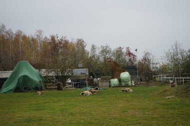 Stadtrandhof otlağında koyun otluyor. Koyunlar, Ovis armaları, evcil hayvanlardır, geviş getiren memeliler genellikle çiftlik hayvanı olarak tutulurlar. Waltersdorfer Chaussee 12529 Schoenefeld, Almanya