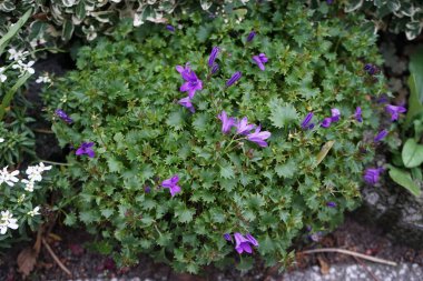 Campanula, Kasım 'da bahçede bir işaretti. Campanula portenschlagiana, Campanulaceae familyasından bir çan çiçeğidir. Berlin, Almanya
