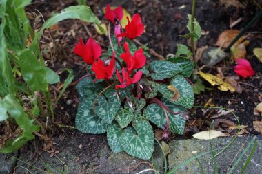 Kışları dayanıklı kırmızı Cyclamen 'ler Kasım ayında bahçede çiçek açar. Cyclamen, Primulaceae familyasından bir bitki cinsidir. Berlin, Almanya 