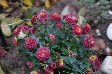 Burgundy kasımpatıları Kasım ayında bahçede çiçek açar. Kasımpatılar, bazen anne ya da kasımpatı olarak da adlandırılır, Asteraceae familyasındaki kasımpatı cinsinin çiçek açan bitkileridir. Berlin, Almanya