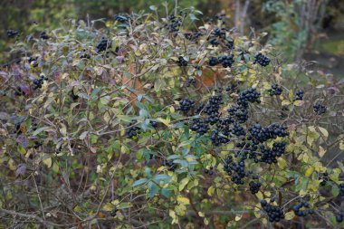 Kasım 'da Ligustrum vulgare böğürtlenli Bush. Ligustrum vulgare, kısaca Ligustrum vulgare, Ligustrum cinsinin bir türüdür. Berlin, Almanya