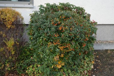 Kasım ayında turuncu Pyracantha çilekleri. Pyracantha, gülgiller (Rosaceae) familyasından büyük ve dikenli bir çalı cinsidir. Berlin, Almanya 
