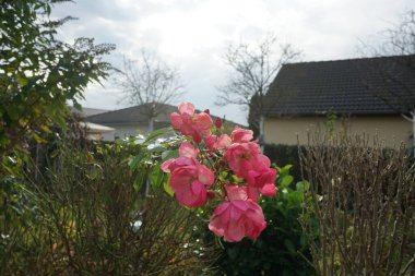 Süslü gül 'Marion', kült Marion. Bahçe pembe gülü, Kasım ayında bahçede yetişen bir süs bitkisi. Berlin, Almanya