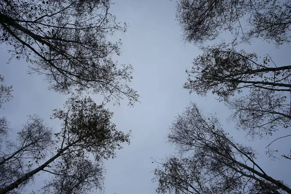 Ağaçların Dalları Çalılar Gökyüzüne Karşı Berlin Almanya — Stok fotoğraf