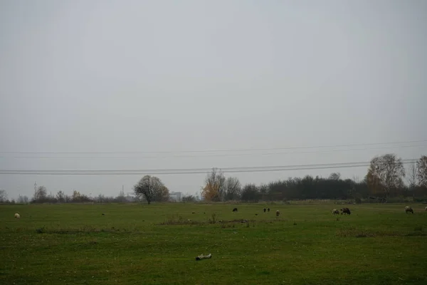 Schafe Grasen Auf Der Weide Stadtrandhof Schafe Ovis Aries Sind — Stockfoto