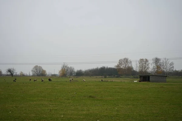 목초지에서 Ovis Aries 가축화 있으며 포유류는 일반적으로 가축으로 Waltersdorfer Chaussee — 스톡 사진