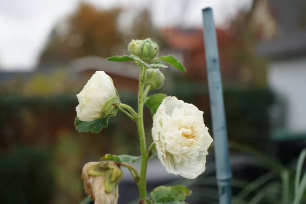 White Double Alcea Rosea Blooms Garden Alcea Rosea Common Hollyhock — Stock Photo, Image