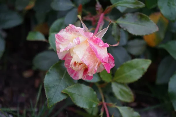 Rosier Claude Monet Syn Jacdesa Est Une Rose Hybride Rayures — Photo