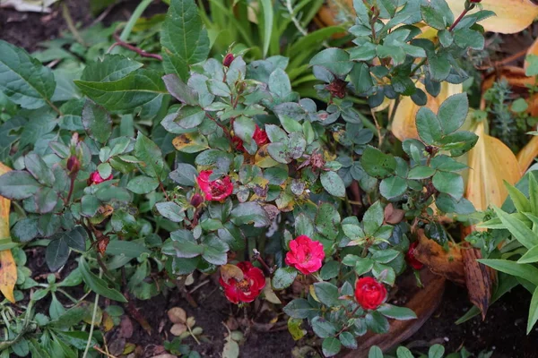 Egy Pompás Bokor Virágzó Vörös Rózsákkal Novemberben Kerti Rózsák Túlnyomórészt — Stock Fotó