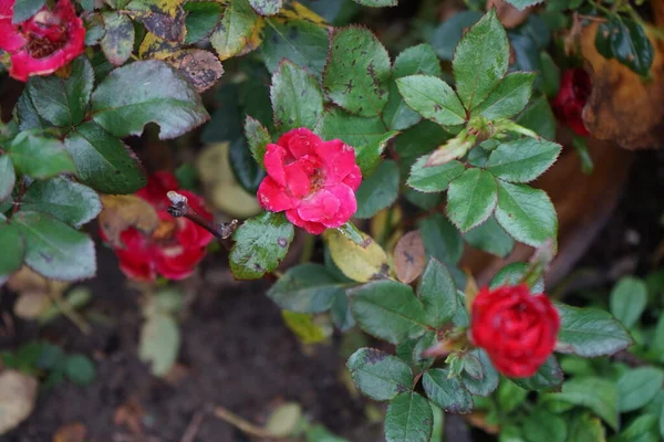 Magnifik Buske Med Blommande Röda Rosor November Trädgårdsrosor Huvudsakligen Hybridrosor — Stockfoto