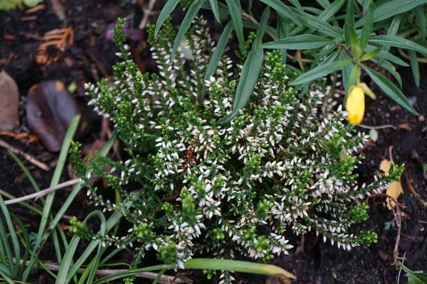Calluna vulgaris, common heather, ling, or simply heather, is the sole species in the genus Calluna in the flowering plant family Ericaceae. Berlin, Germany
