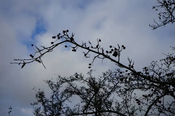 Meidoorn Crataegus Monogyna Een Meidoorn Uit Rozenfamilie Rosaceae Berlijn Duitsland — Stockfoto