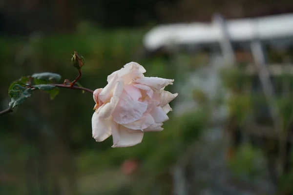 Rosa Claro Enrola Uma Pérgula Jardim Outono Novembro Berlim Alemanha — Fotografia de Stock