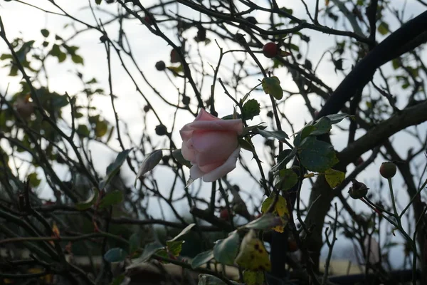 Світло Рожева Троянда Кучерява Перголі Осінньому Саду Листопаді Берлін Німеччина — стокове фото