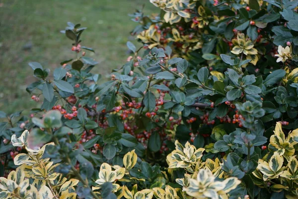 Куст Euonymus Europaeus Декоративными Розовыми Фруктами Окружении Разноцветного Куста Euonymus — стоковое фото