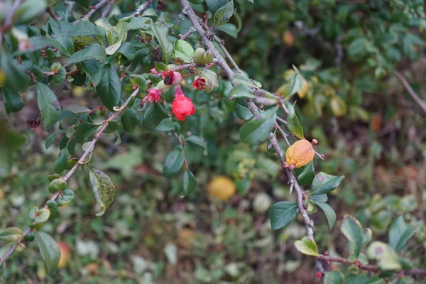 Chaenomeles Japonica Japanese Quince Maules Quince 장소의 일종이다 베를린 — 스톡 사진
