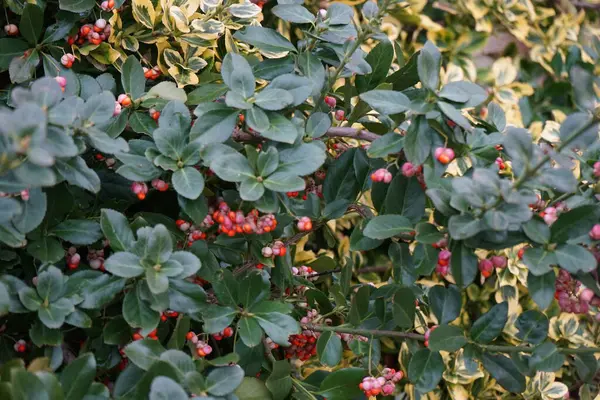 Bokor Euonymus Europaeus Díszítő Rózsaszín Gyümölcsök Körül Változatos Bokor Euonymus — Stock Fotó