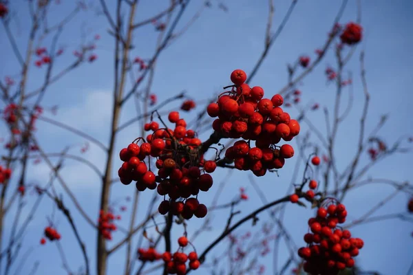 Gromady Owoców Łabędzia Listopadzie Sorbus Aucuparia Powszechnie Nazywany Łabędziem Popiołem — Zdjęcie stockowe