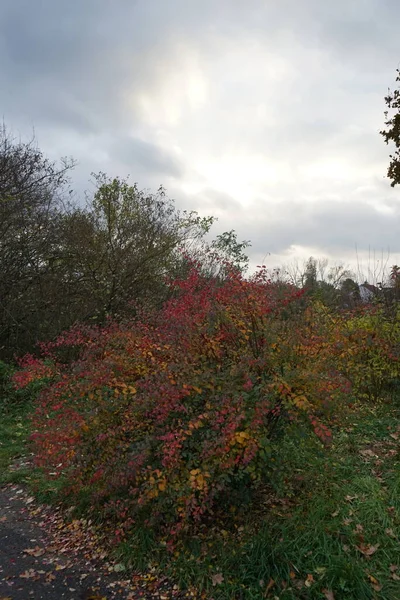 Осенний Пейзаж Красивой Разноцветной Листвы Ноябре Спирея Переднем Плане Берлин — стоковое фото