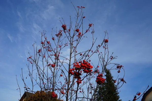 Clusters Frutas Rowan Novembro Sorbus Aucuparia Uma Espécie Planta Com — Fotografia de Stock