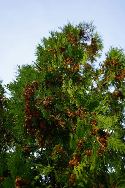 11月にトゥヤの種子に同意します トゥハ Thuja ヒノキ科の針葉樹や低木の属です ドイツ ベルリン — ストック写真