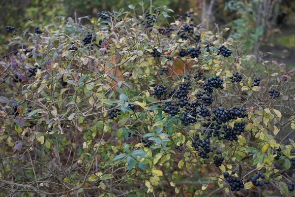 Bush Ligustrum Vulgare Bogyóval Novemberben Ligustrum Vulgare Wild Privet Common — Stock Fotó