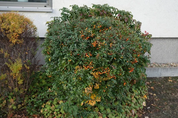 11月的橙皮拉塔浆果 红松属 Pyracantha 是红松科的一种大型 刺的常绿灌木属 俗称红松或红松 德国柏林 — 图库照片