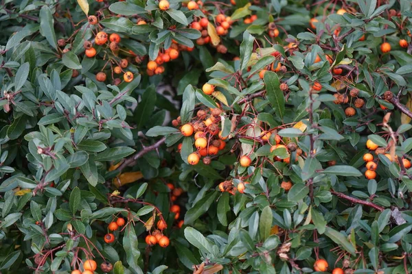 Pomarańczowe Jagody Pyracantha Listopadzie Pyracantha Jest Rodzajem Dużych Ciernistych Krzewów — Zdjęcie stockowe