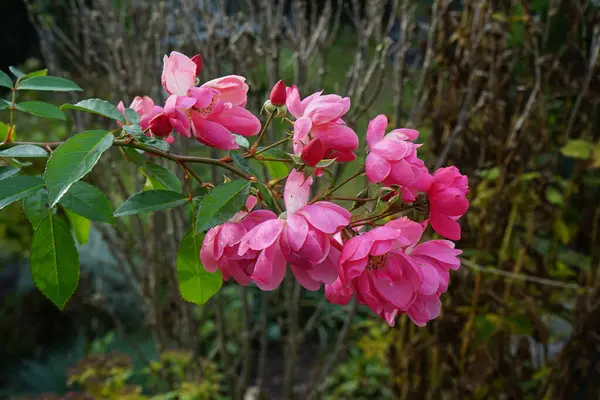 Ozdobná Růže Marion Kultivar Marion Zahradní Růžová Růže Jako Okrasná — Stock fotografie