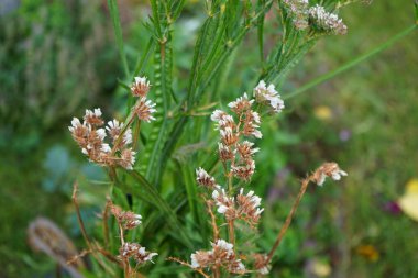 Limonyum sinuatum, Syn. Dalgalı deniz lavantası (İngilizce: 