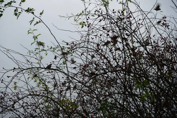 Spatzen Sitzen November Auf Einem Wilden Rosenstrauch Mit Früchten Der — Stockfoto