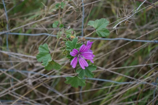 Dzika Malwa Malva Sylvestris Kwitnie Październiku Malva Sylvestris Gatunek Słodu — Zdjęcie stockowe